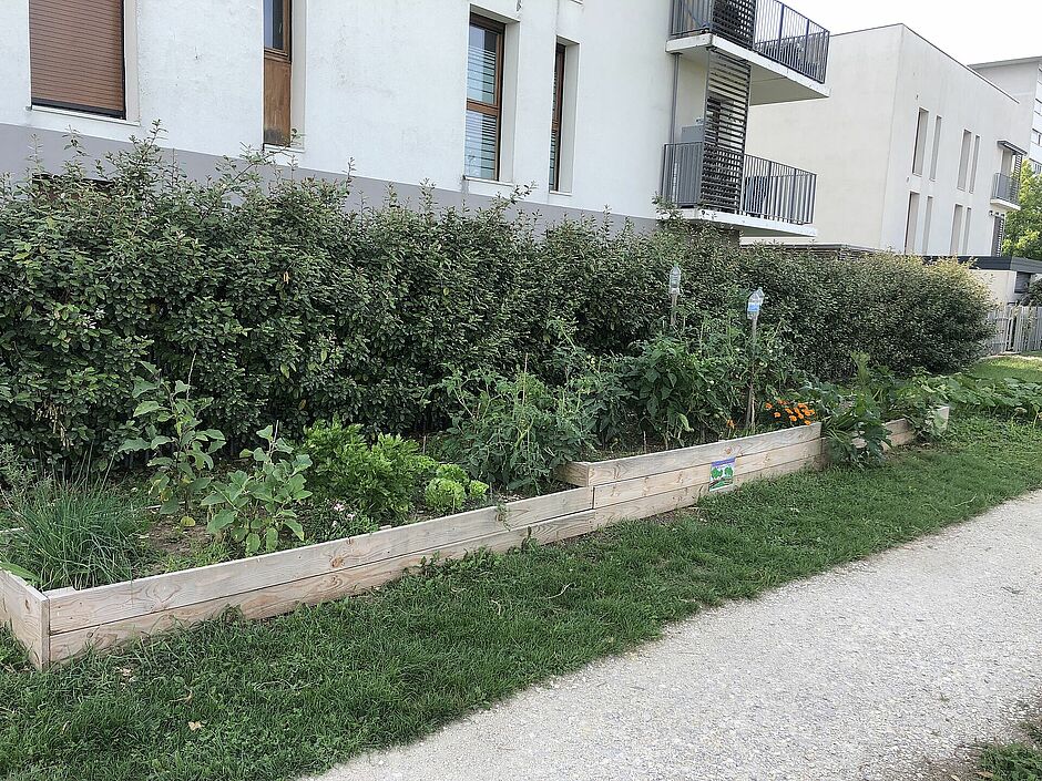 potager dans un bac en bois