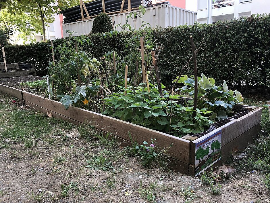 potager dans un bac en bois