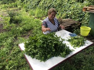 une dame faisant des bouquets de persil.